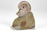 Iridescent, Pyritized Ammonite (Quenstedticeras) Fossil Display #209437-1
